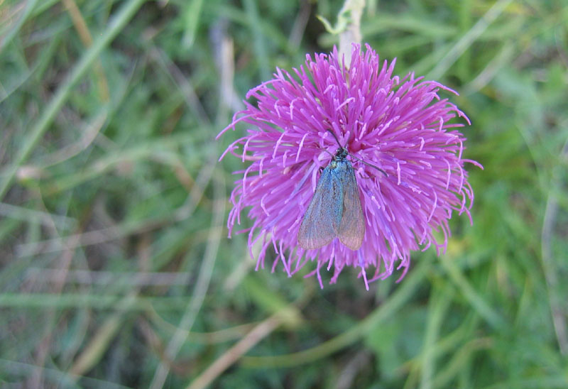 Adscita sp. (f.) Zygaenidae ..........dal Trentino